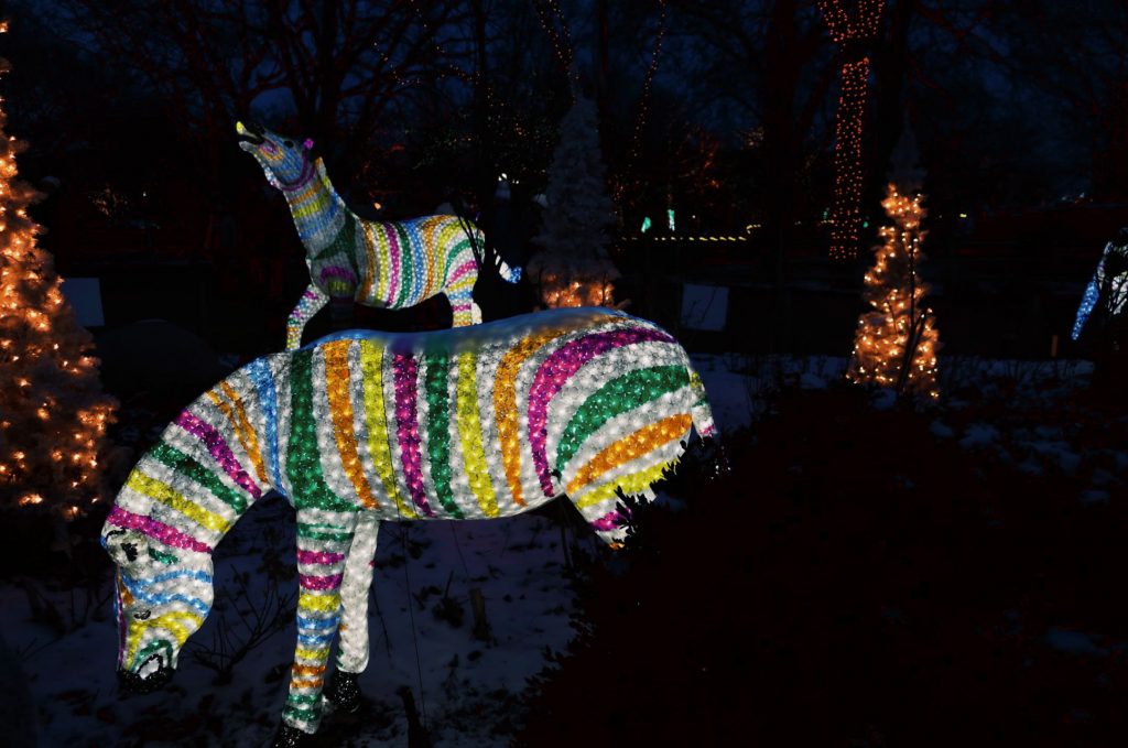 zoo lights in Chicago