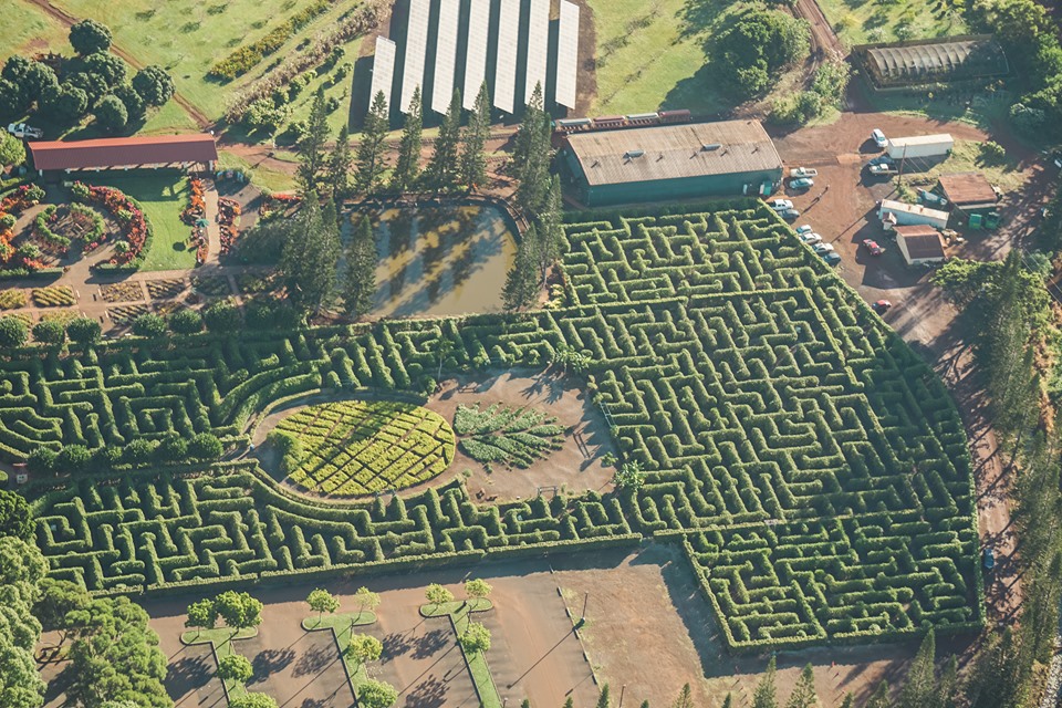 Dole Pineapple plantation viewed from Oahu Helicopter tour