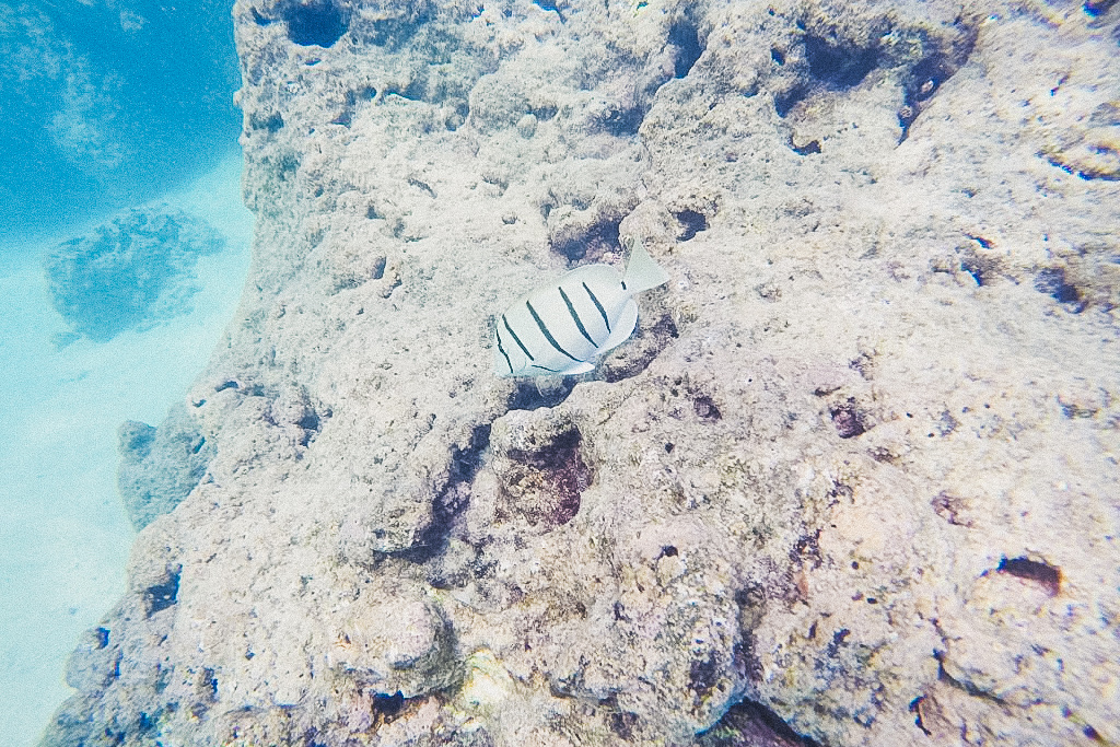 Hanauma Bay fish