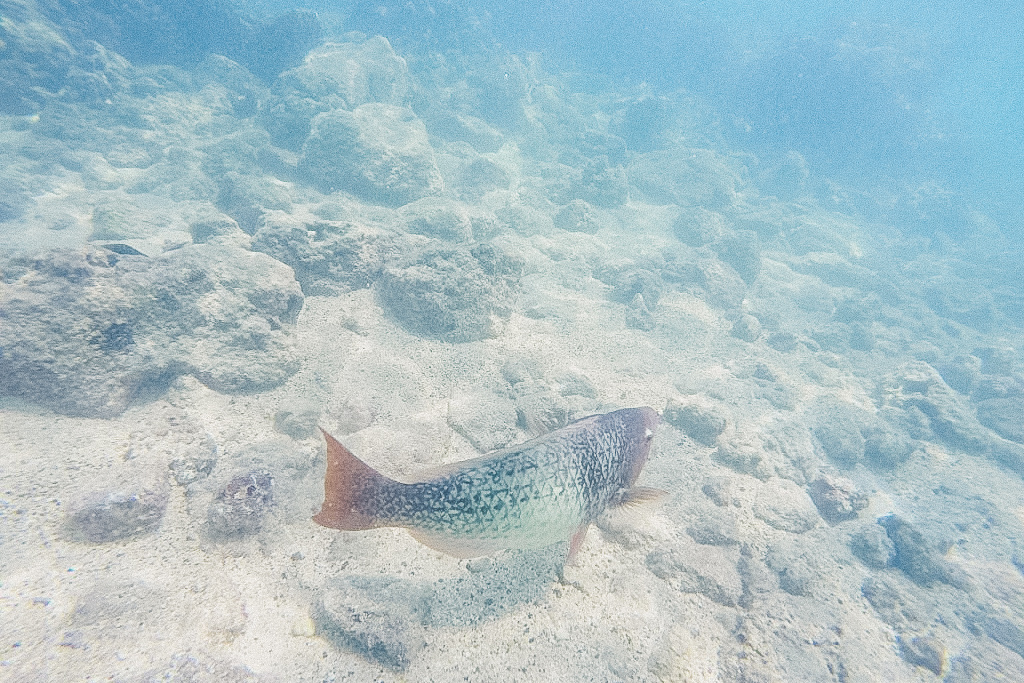 Hanauma Bay fish