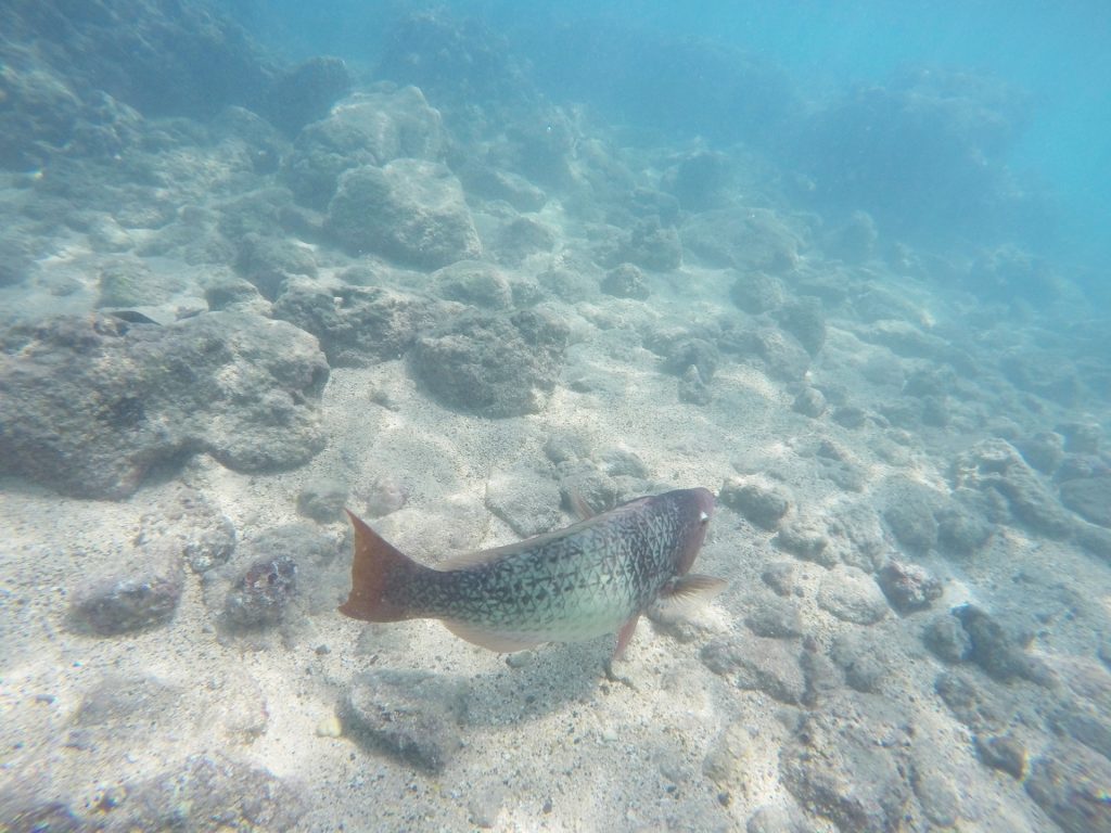 Hunauma Bay 