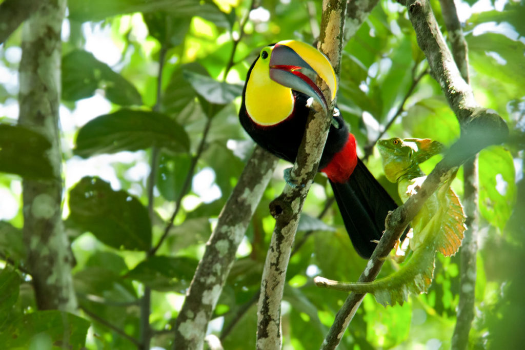 Black-mandibled-toucan-and-a-Green-iguana