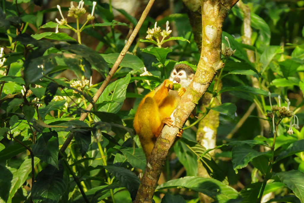 Central American Squirrel Monkey