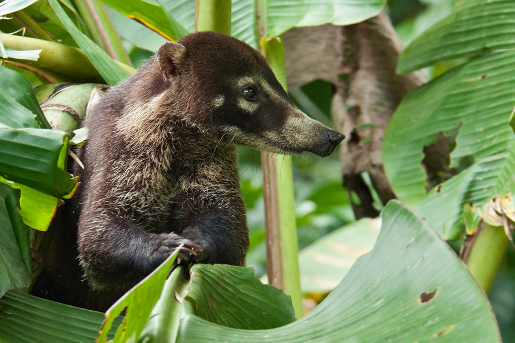 Coati