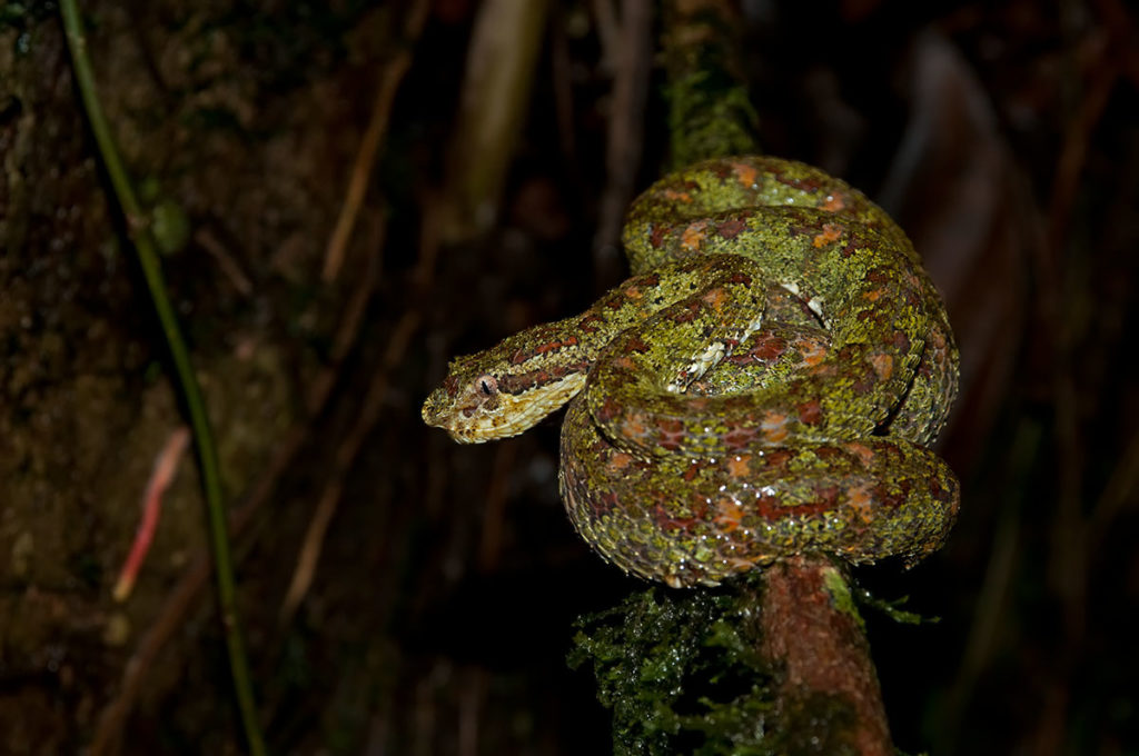 Eyelash pit viper