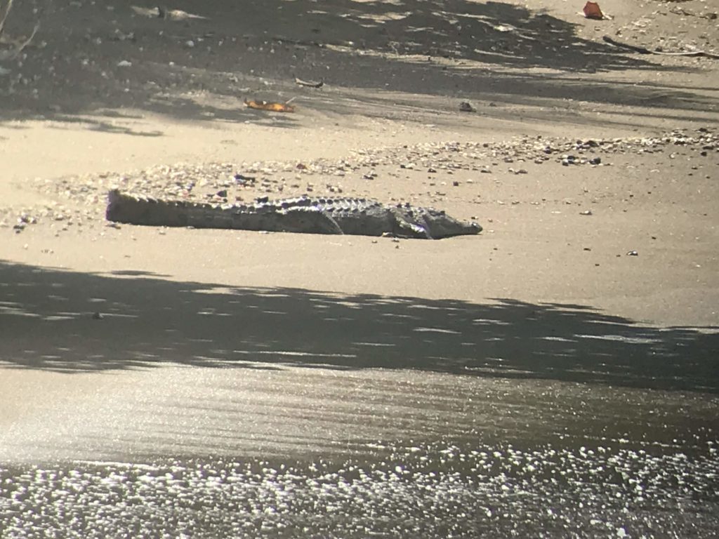 large reptile in Corcovado National Park