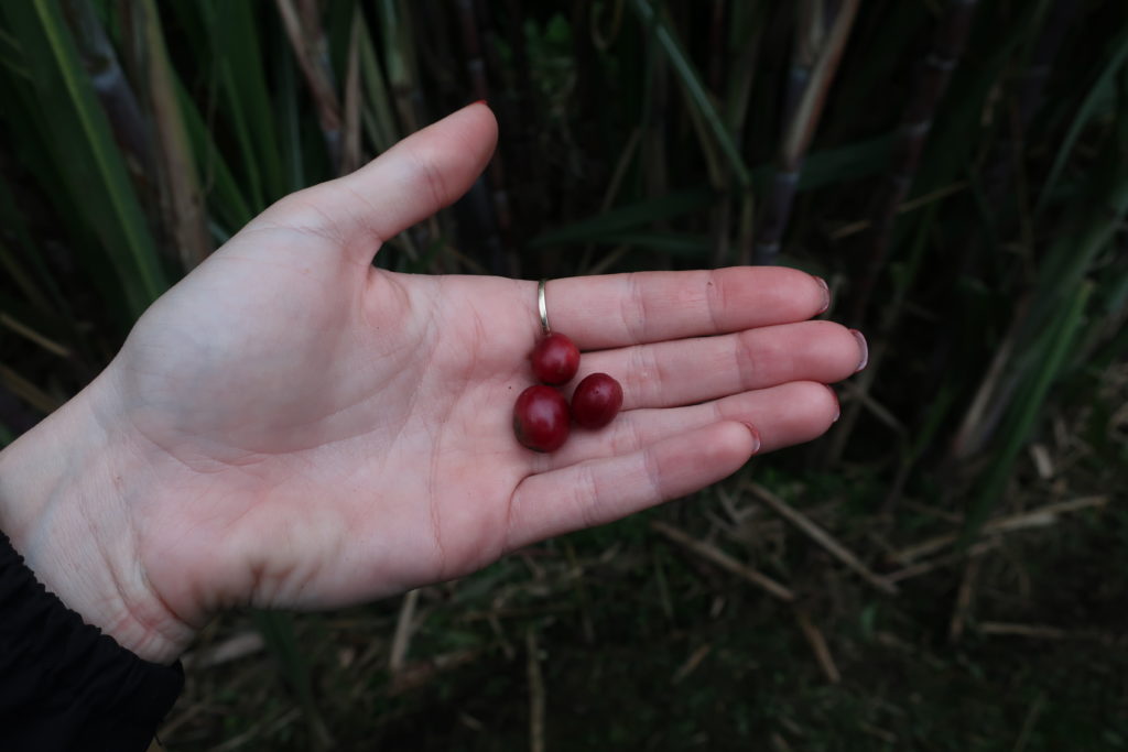 hand holding coffee beans