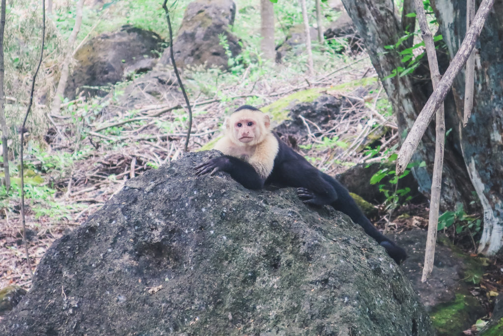 capuchin monkey