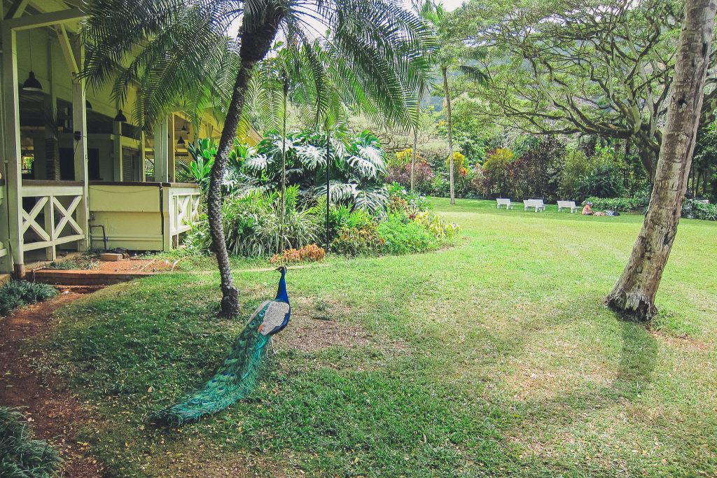 peacock at Waimea Falls