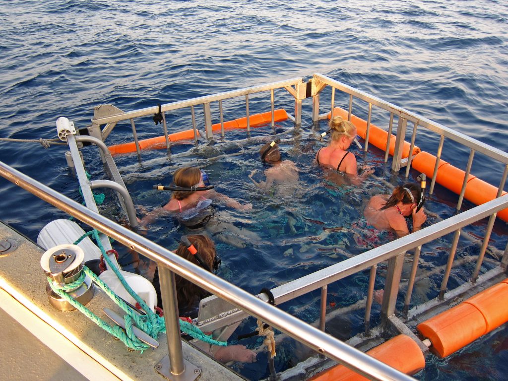 Hawaii Shark Encounters 