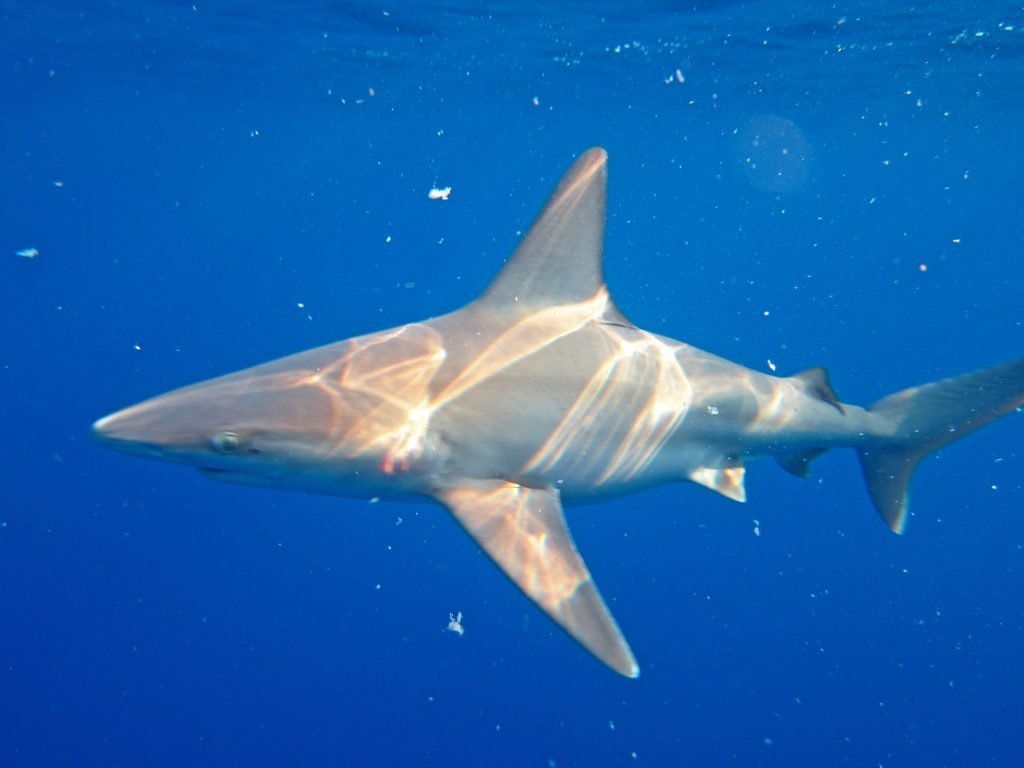 Hawaii Shark