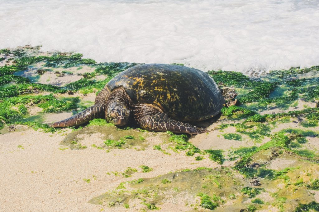 Laniakea Beach turtle