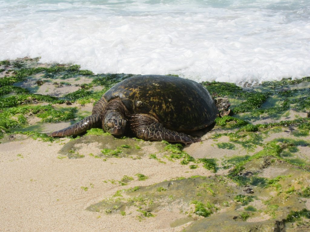Turtle Beach, Oahu