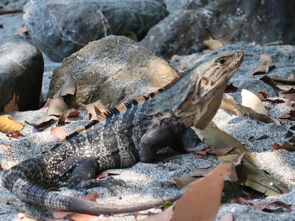 Iguana in Manuel Antonio