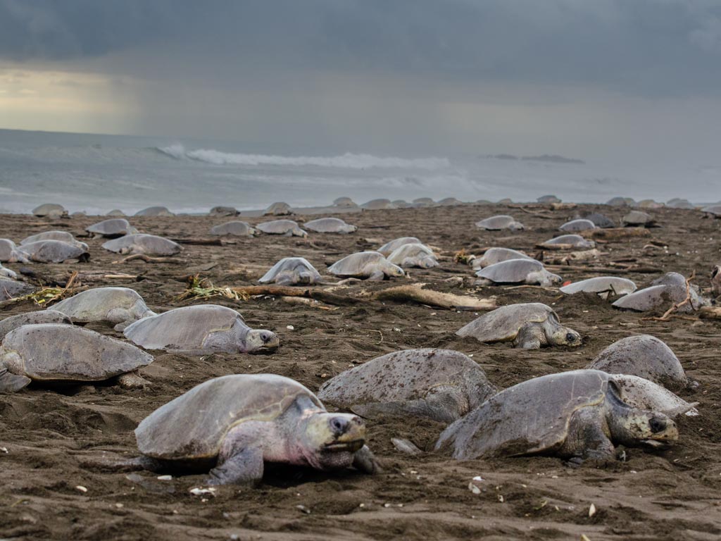 turtles on Ostional Beach