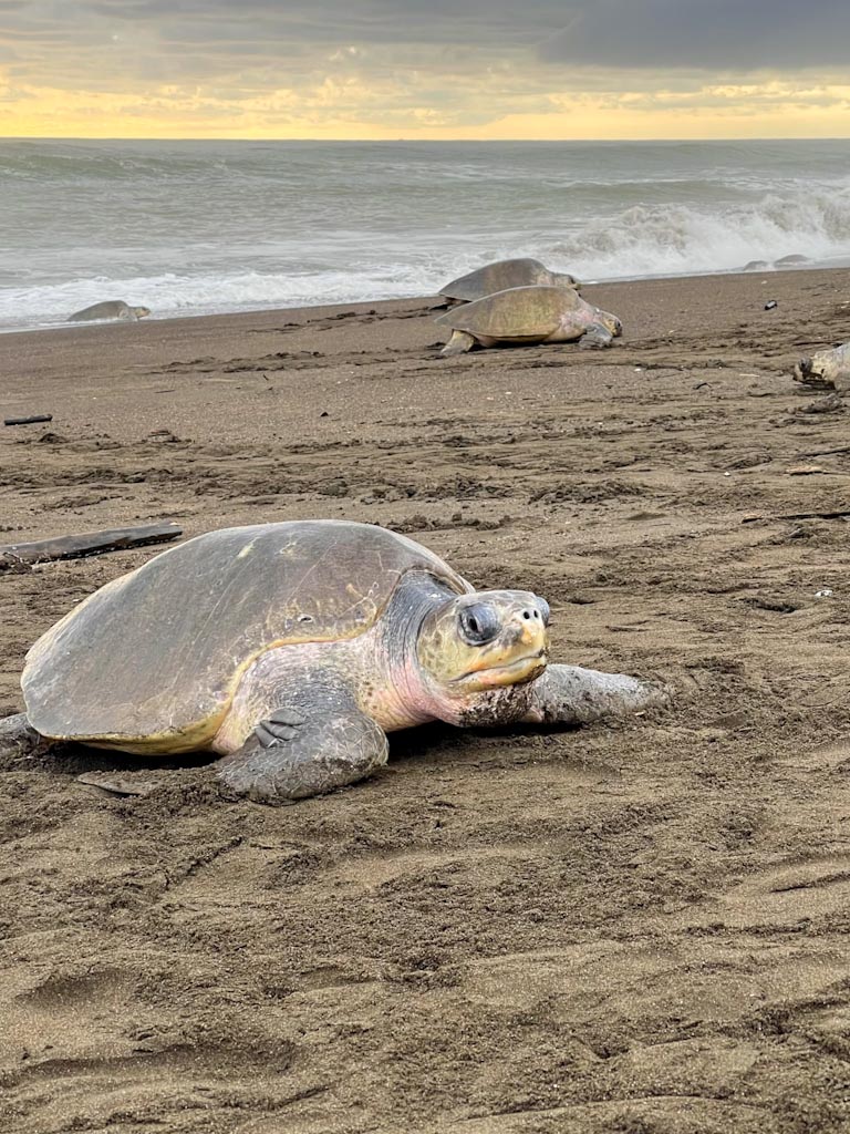 turtles on Ostional Beach