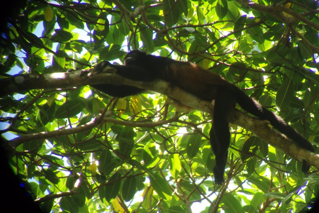 monkey at Corcovado National Park