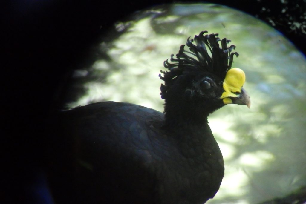 bird in Corcovado National Park