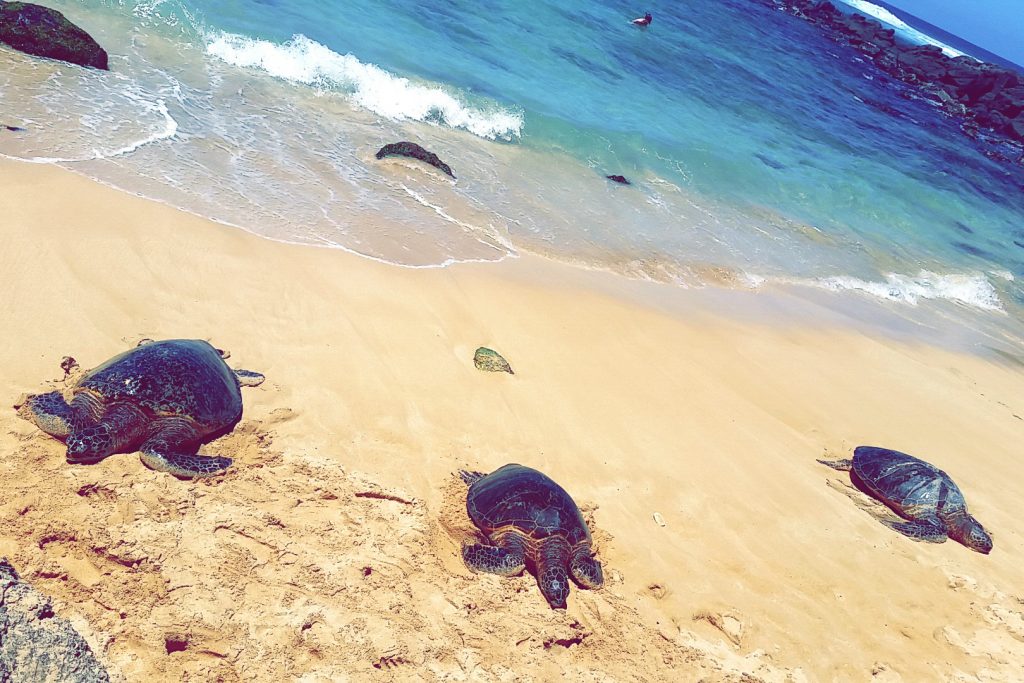 Laniakea Beach Oahu