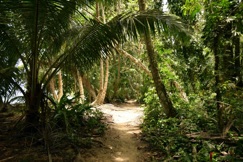 Tortuguero jungle 