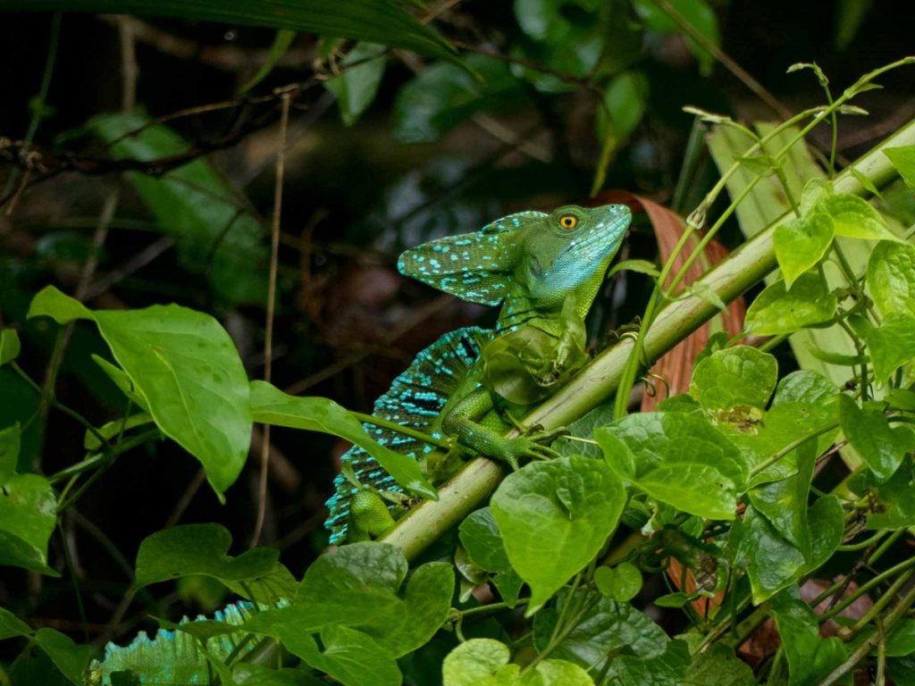 Tortuguero, lizard