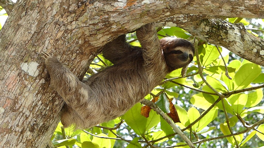 two toed sloth in Costa Rica