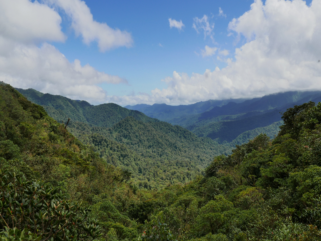 Monteverde Cloud Forest 