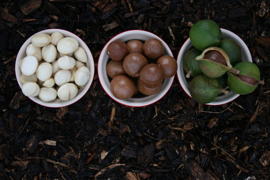 macadamia nuts