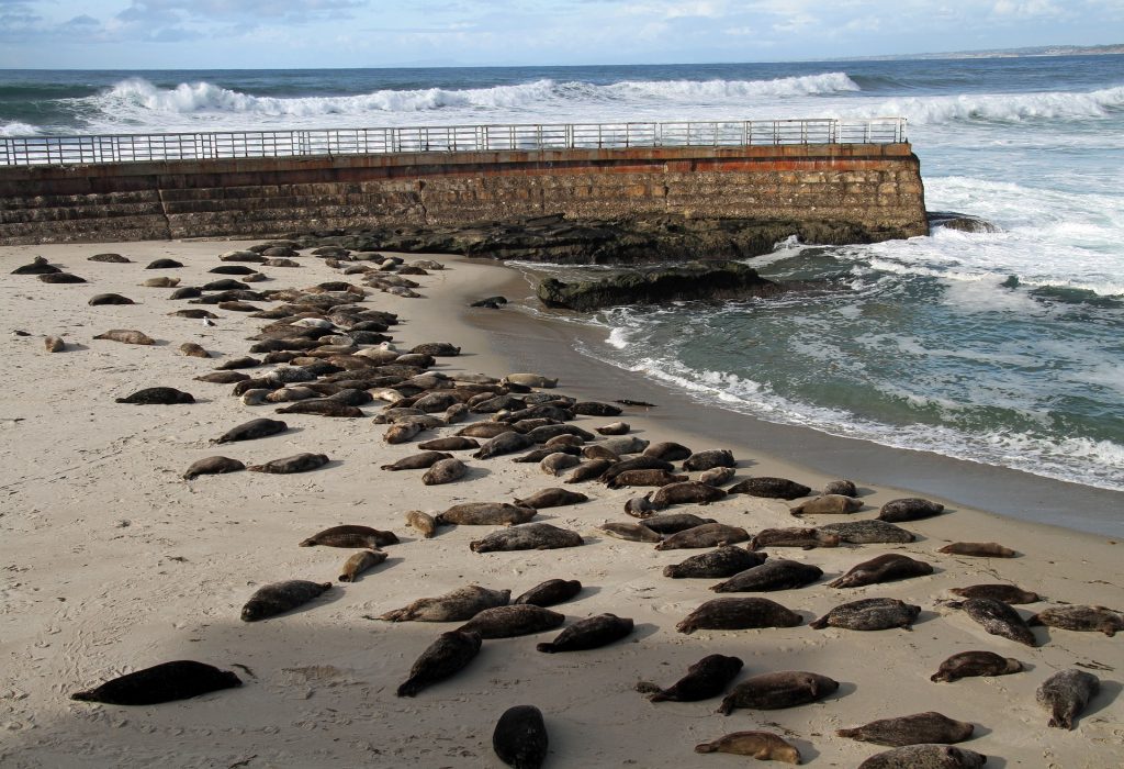 Sea lions on a beach in san diego