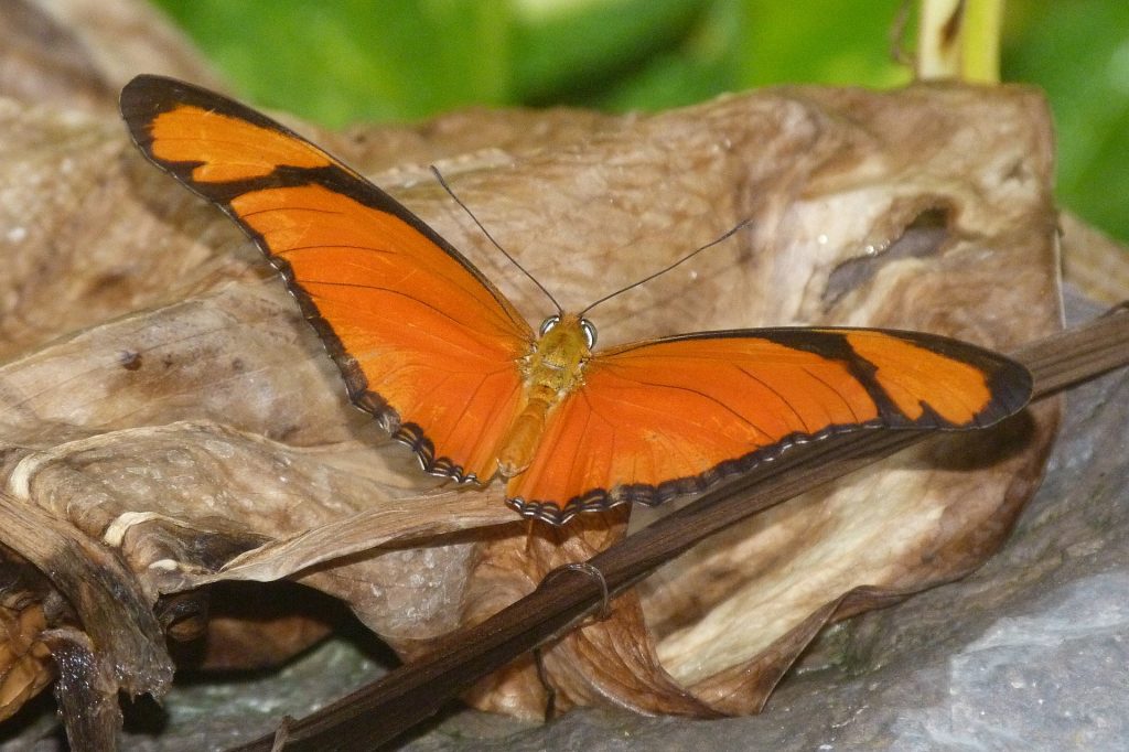 butterflies in Vienna, Imperial Butterfly House