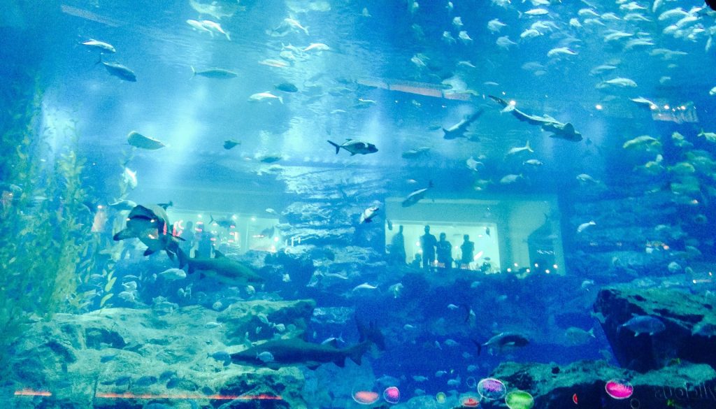 Dubai Aquarium 