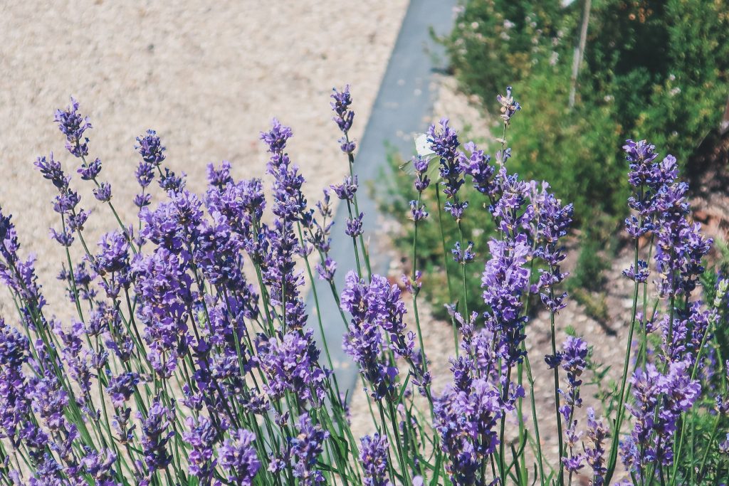 Amsterdam Botanical Garden