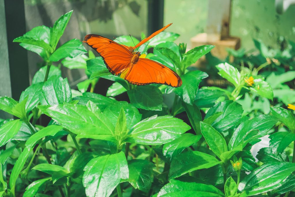 Amsterdam Botanical Garden's butterfly garden