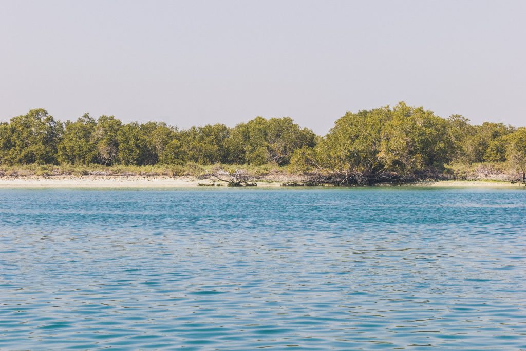 Mangroves situated on the ourtskirts of Abu Dhabi in the United Arab Emirates.