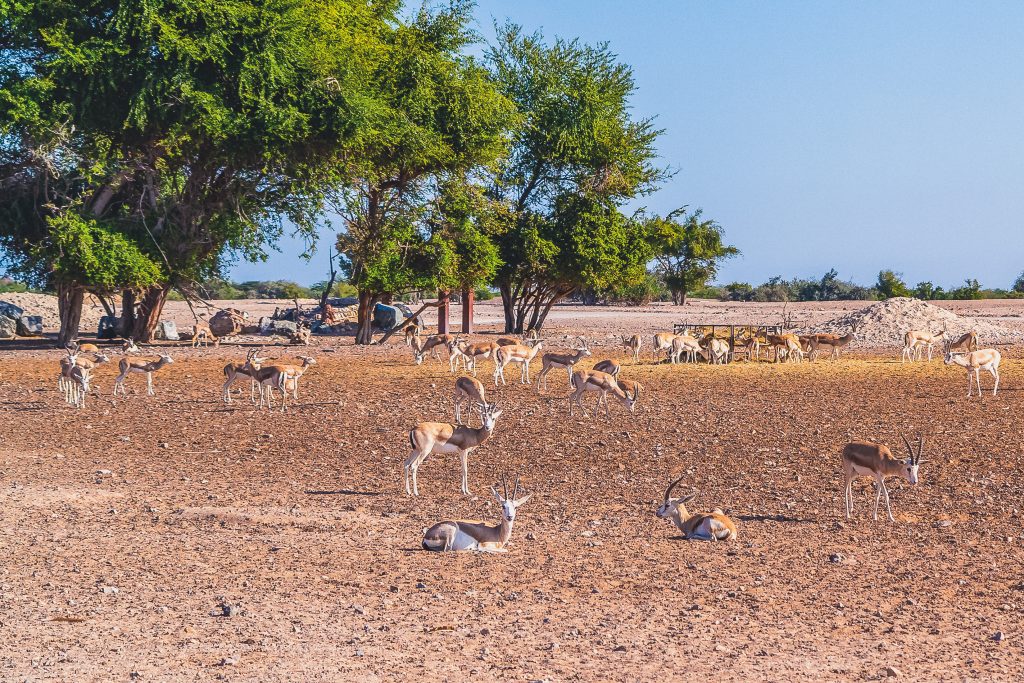 Antelope group in a safari park on the island of Sir Bani Yas, United Arab Emirates.