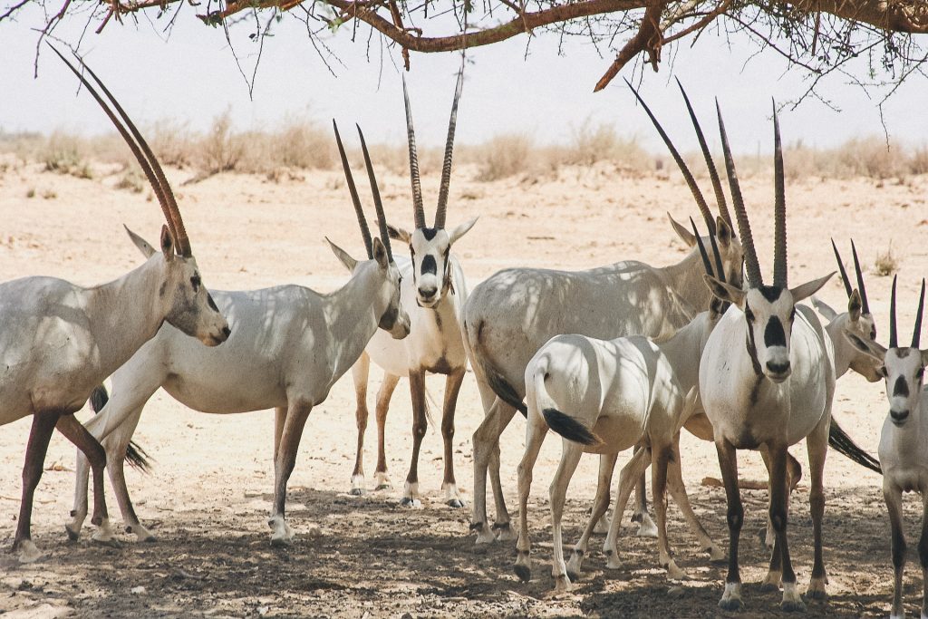 arabian-oryx-