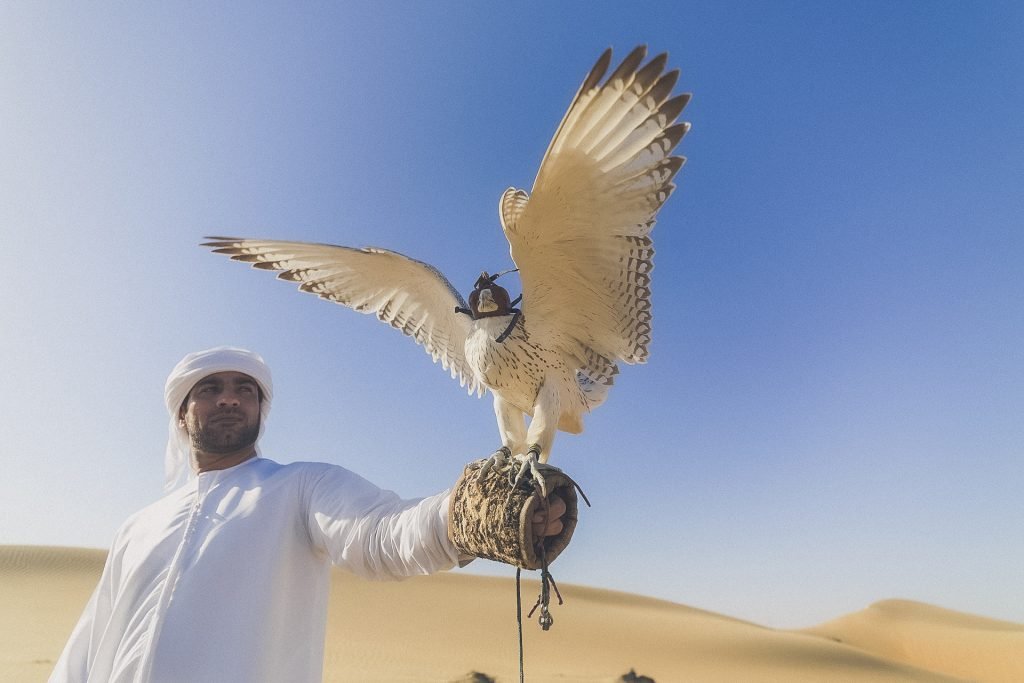 falconry in the UAE, man holds outstretched arm to bird in the desert