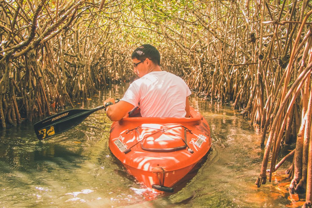 Mangroves in Dubai