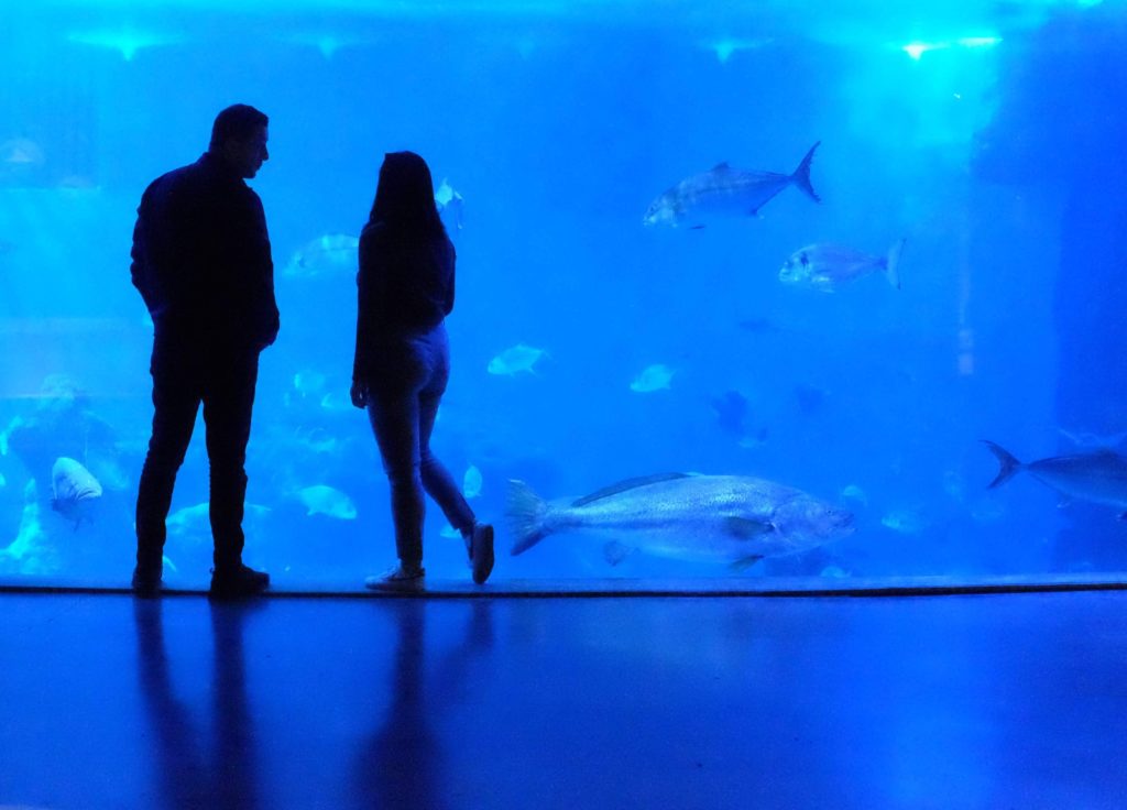aquarium, two people look into tank