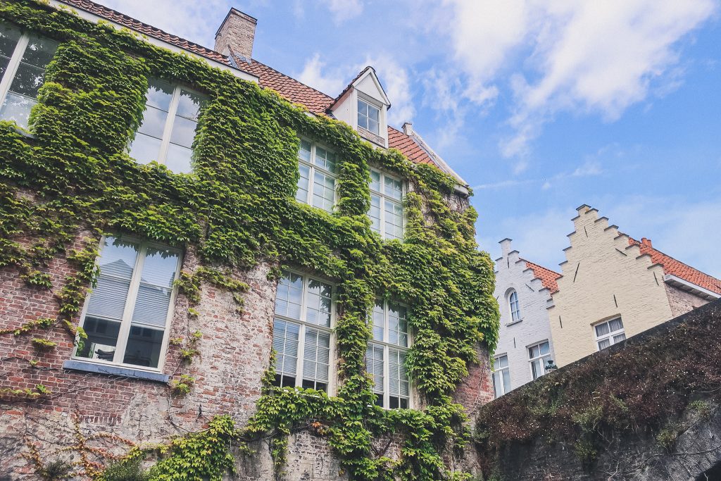 scenic home in Bruges with vines growing on brick