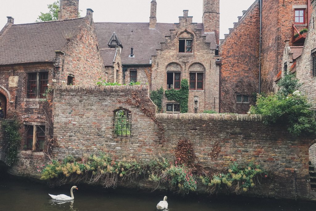 Quay of the Rosary. Bruges, swan