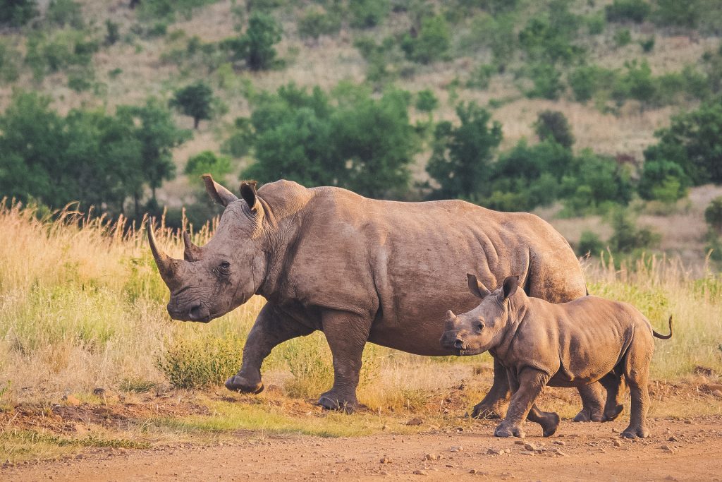 Rhino mom and baby