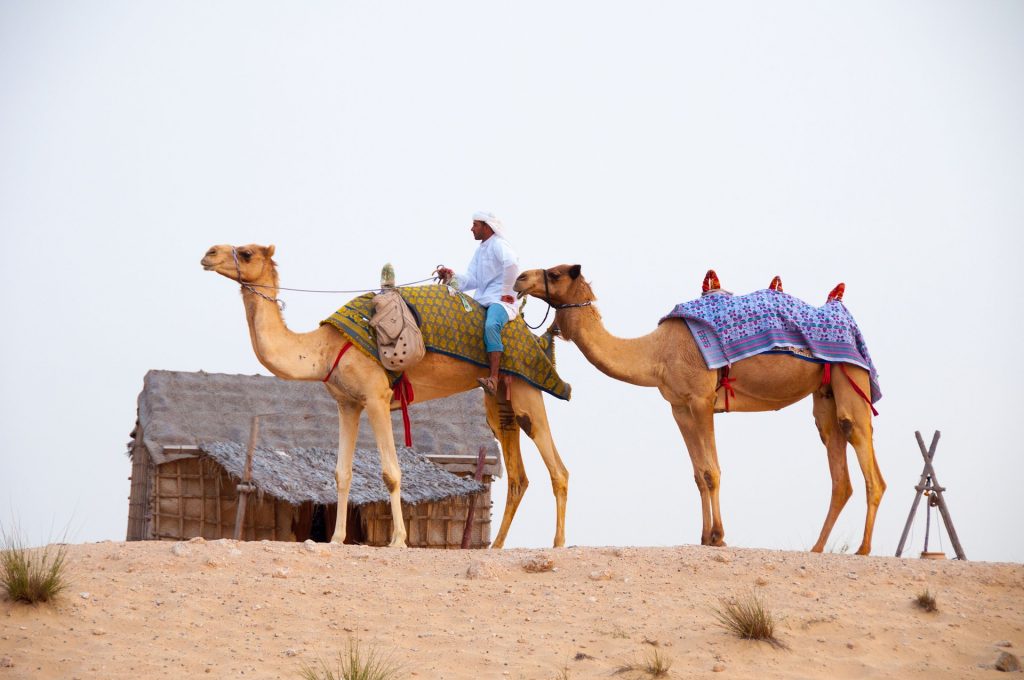 camels in the desert of Dubai