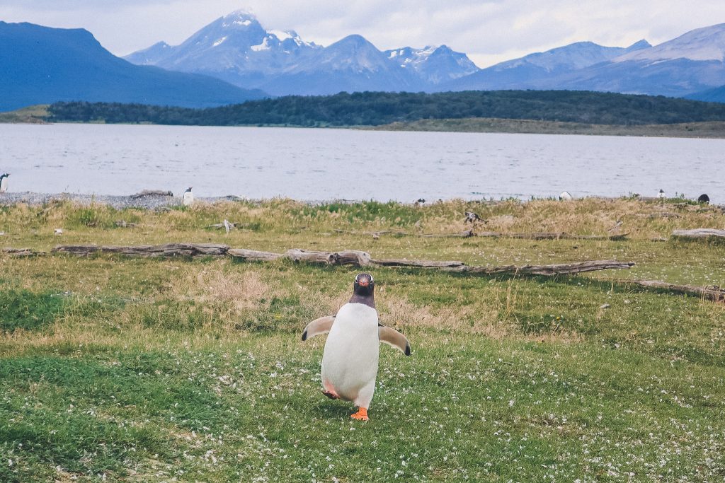 Penguin in ushuaia