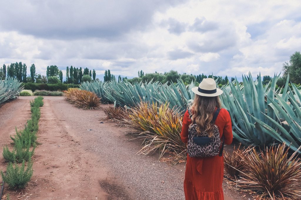 large cacti at Melipal winery