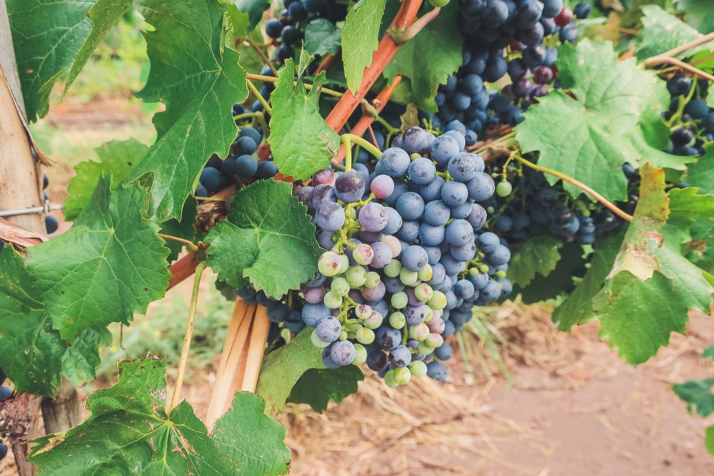 grapes in Mendoza