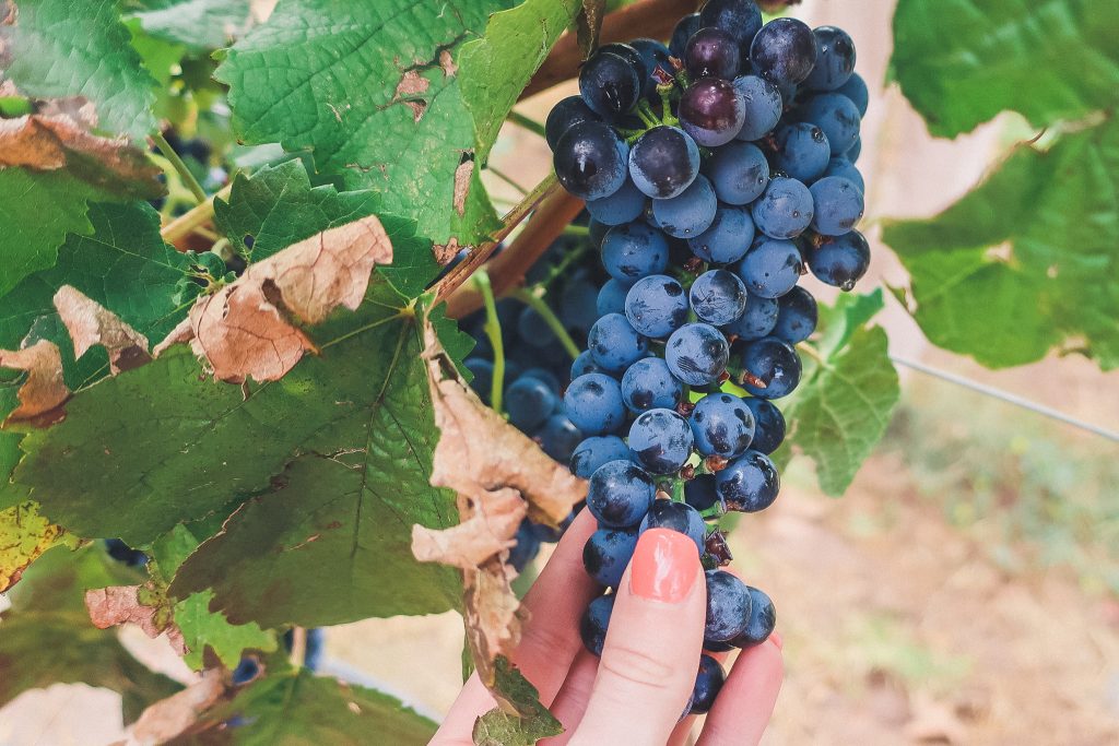 grape clusters, Malbec