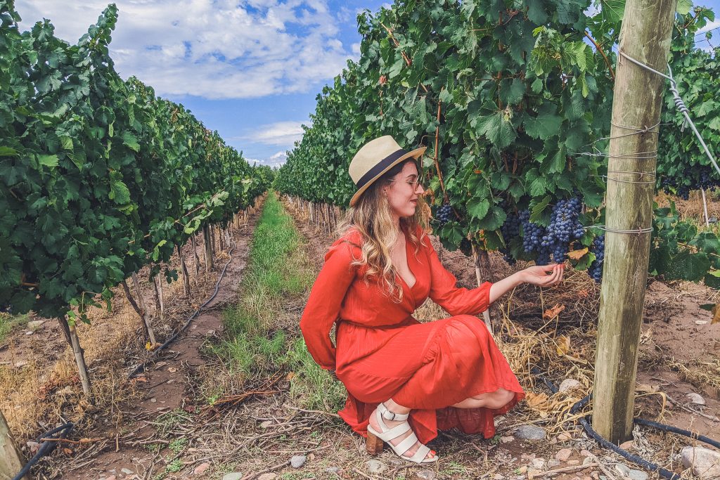 girl stands in row of vineyards holding grape bundle