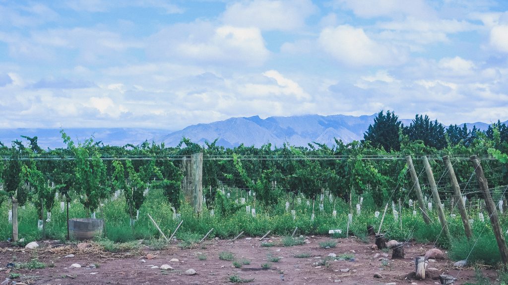 Vineyards in Lujan de Cuyo