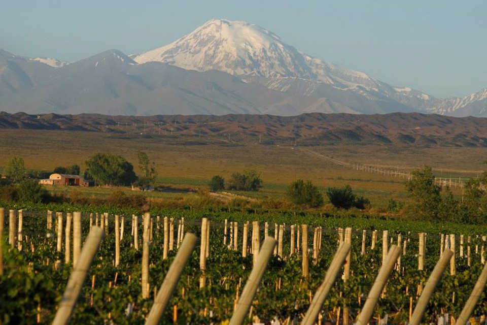 Trapiche WInery, landscape of vineyards against mountains 